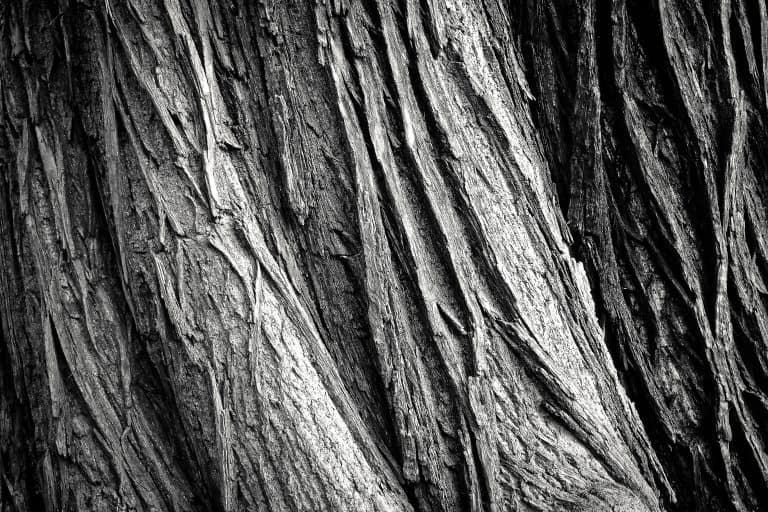 tree bark