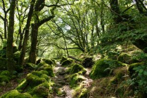 Forest Bathing